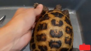 КАК ПОДСТРИЧЬ КЛЮВ И КОГТИ У СУХОПУТНОЙ ЧЕРЕПАХИ.