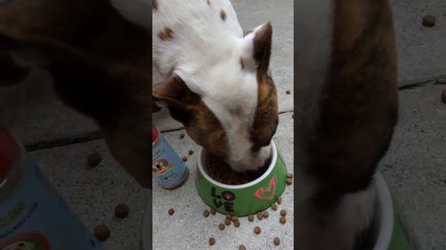 Dogs who don't like eating! Now there is hope! смотреть онлайн