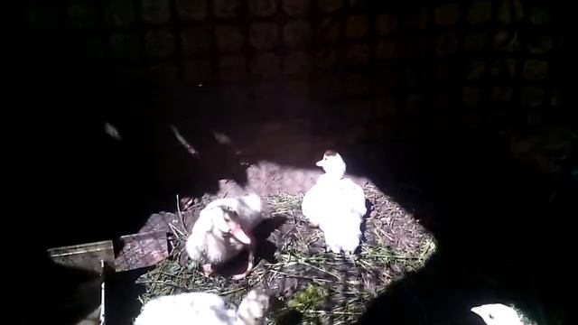 Красавица Башкирская цветная уточка Благоварского племсовхоза смотреть онлайн