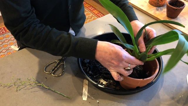 How to re-pot an Oncidium orchid смотреть онлайн