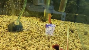 скалярки плавают на боку  обход и где пропадаю я