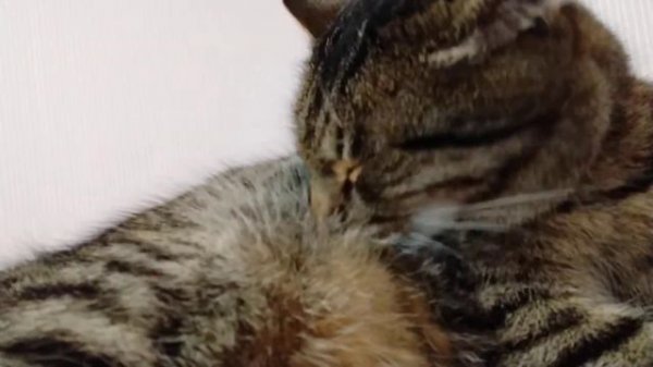 THE CAT IS WASHING / ASMR / КОТ УМЫВАЕТСЯ