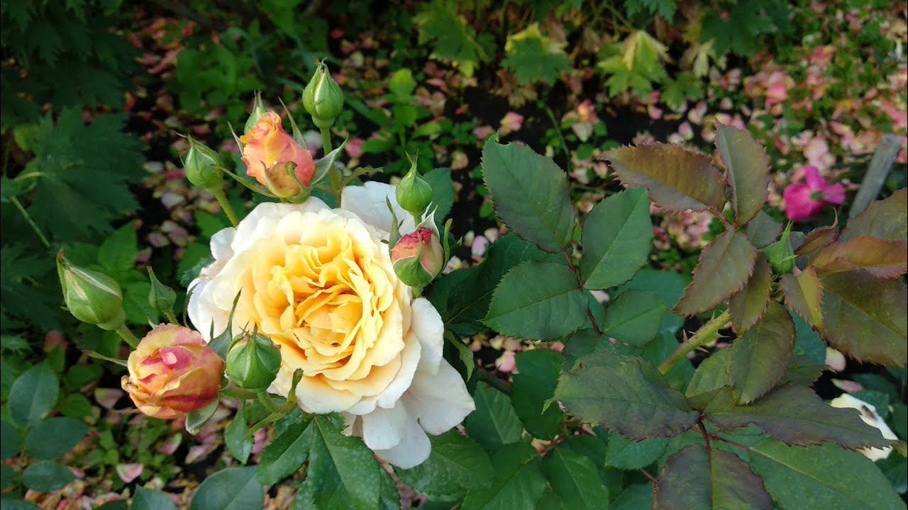 Розы. Цветение новинок . Новые сорта роз. смотреть онлайн
