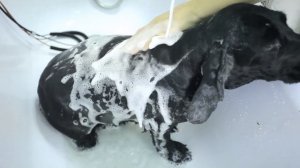 Стрижка спаниеля машинкой