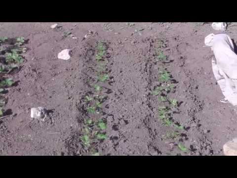 ВИДЕООБЗОР ЗЕМЛЯНИКИ ПОЯВИЛИСЬ ПЕРВЫЕ ЦВЕТКИ , В КЕМЕРОВСКОЙ ОБЛАСТИ ОПЯТЬ ЗАСУХА смотреть онлайн
