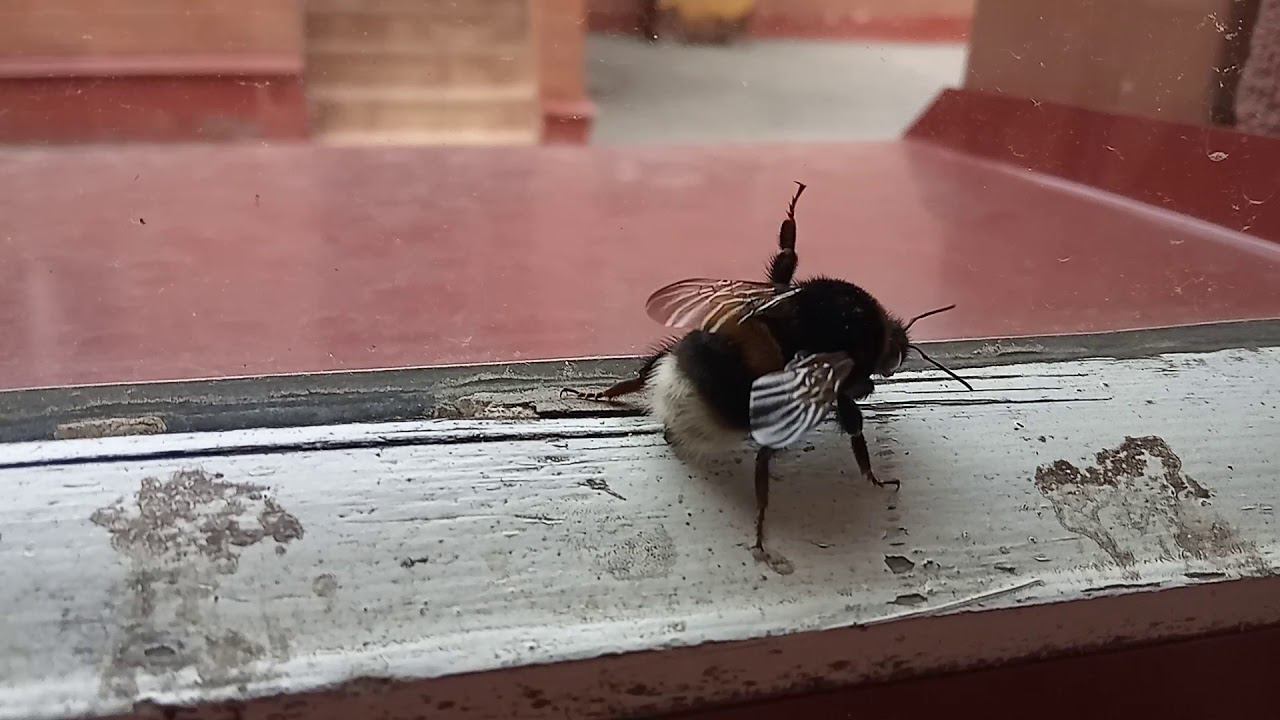 Полосатый мух / за стеклом / шмель в западне смотреть онлайн