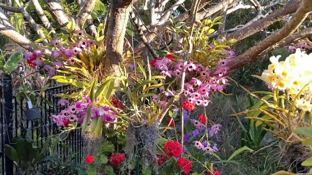 Unique Cattleya In Bloom. Уникальная Каттлея Цветет.Мокрая Зима для Нобиле