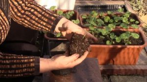 Выращивание тунбергии из семян.#тунбергия #тунбергияизсемян #рассада #рассадатунбергии #цветы #сад