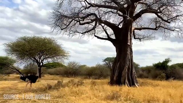 21-Year-Old Australian Tourist vs This Hungry Lion! смотреть онлайн