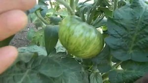 Томат Мятные полосы гном.