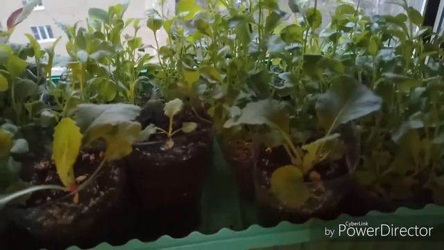 Гидрогель. Обзор моей рассады. смотреть онлайн