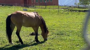 Дагестан | что смотреть / где остановиться / наш маршрут (vlog 5)