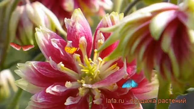 Аквилегия гибридная МакКаны Нора Барлоу ? обзор: как сажать, рассада аквилегии МакКаны Нора Барлоу смотреть онлайн