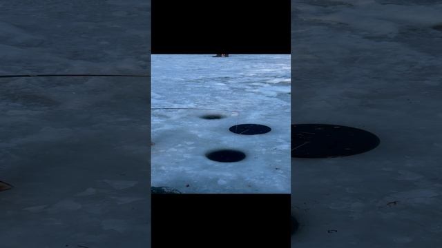 Ловля сига в Красногорске