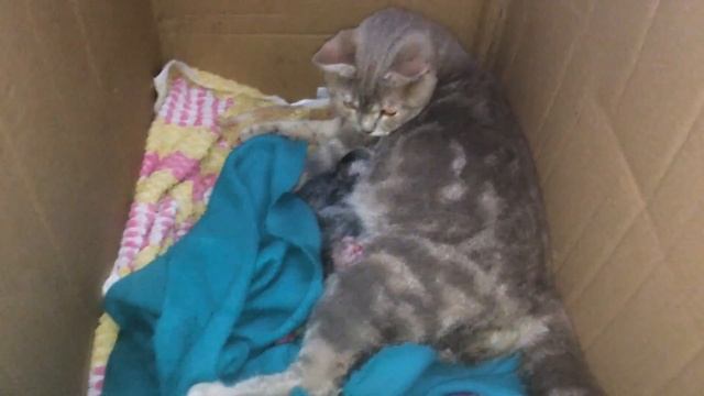Роды шотландской кошки Симы. Первое кормление котят. Новорожденные котята. смотреть онлайн