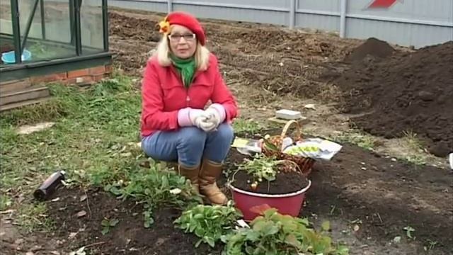Сад. Серия 178. Готовим землянику к зиме смотреть онлайн