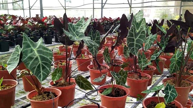 Alocasia Watsoniana 100k/ Cây. Zalo 0976438481
