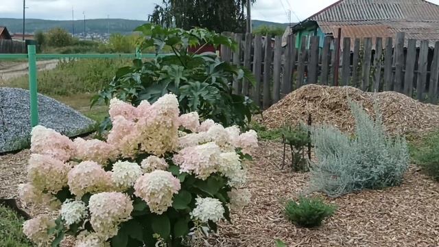 Метельчатая гортензия Pink Diamond. Цветение. смотреть онлайн