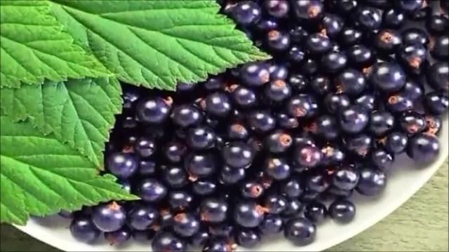 Черная смородина. Польза и вред смородины для здоровья смотреть онлайн