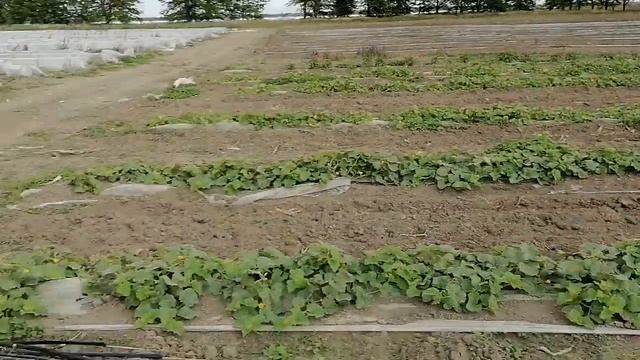 Обзор 7 сортов дынь на 16 мая 2020