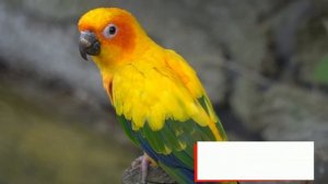 Educational Video - Zoo Animals - At the Zoo - English for Kids - Kids Vocabulary