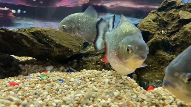 Нежданные Гости у Пиги смотреть онлайн