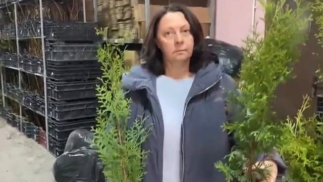 Саженцы ХВОЙНЫХ растений! Сезон Весна-2023! смотреть онлайн