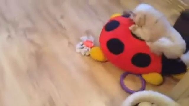 Лакомство для собак - рога оленя смотреть онлайн