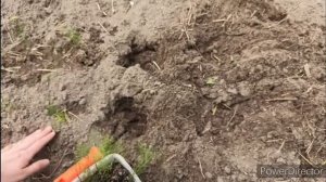 Спаржа. Высадка рассады в открытый грунт. 3 этап