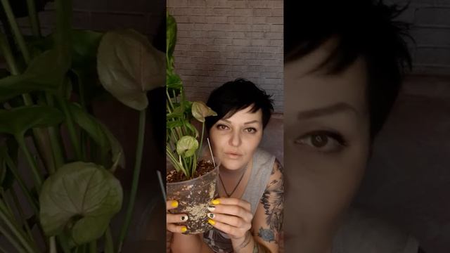 Сапрофитный грибок. Болезни растений. Как с ними бороться. смотреть онлайн