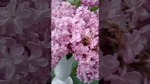Сирень .Сорта из моего сада.