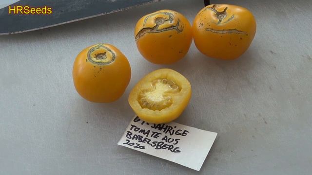 ⟹ 67 – Jährige Tomate aus Babelsberg Tomato | Solanum lycopersicum | Tomato Review смотреть онлайн