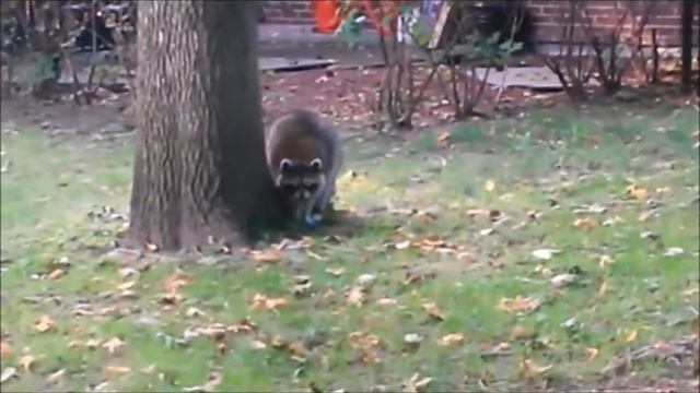 МОНРЕАЛЬ. Розовая весна на "Острове сестер" смотреть онлайн