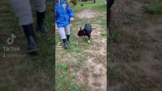 Французский бульдог смотреть онлайн