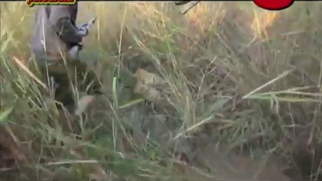 Охота на льва. Охота на гиену. Охота на гиппопотама. Африканское САФАРИ. смотреть онлайн