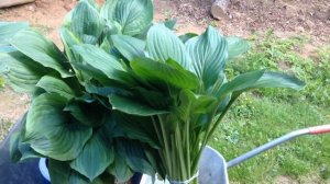 Как почва влияет на размер хост