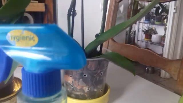 Água com gostas de limão pra vaporizar as Orquideas смотреть онлайн