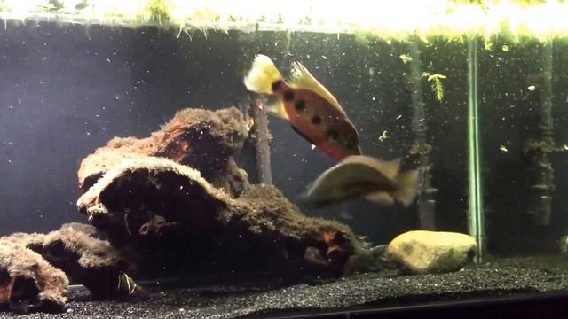 Zeus (Hemichromis Hybrid) vs Dovii смотреть онлайн