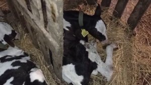 Вялость телят,не хотят вставать.(Понос у телят)