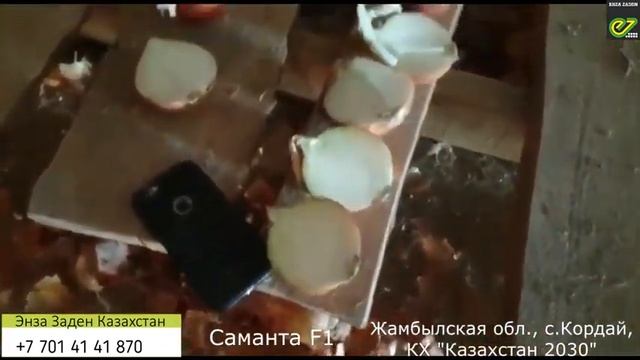 Лук Саманта F1 от компании Энза Заден, урожай 2019 смотреть онлайн