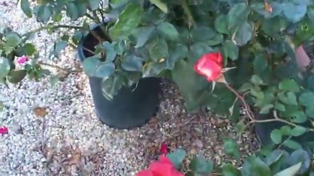 Rose Leonidas.mov