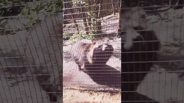 самые странные собаки