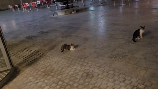 покормил двух кошек