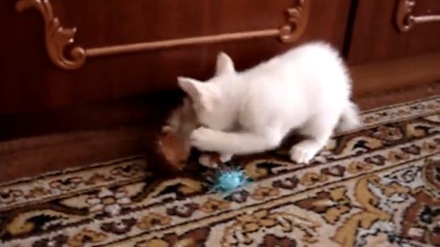 меконгский тигр вышел на охоту))) смотреть онлайн