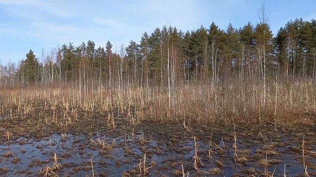 Сестрорецк. Древнее болото, слон и военный рубеж. смотреть онлайн