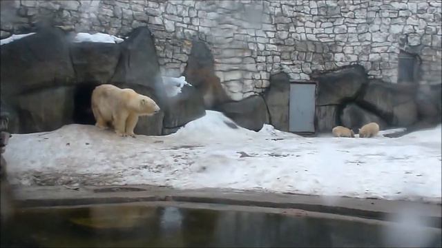 Simona and her triplet cubs at Moscow Zoo, on Mar.30 2012 смотреть онлайн