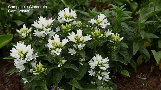 Campanula Glomerata Genti White® - 4K смотреть онлайн
