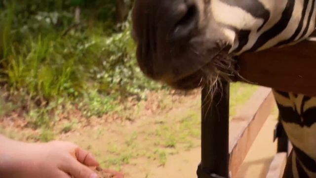 Robert Irwin's Australia Zoo Tour | Irwin Family Adventures