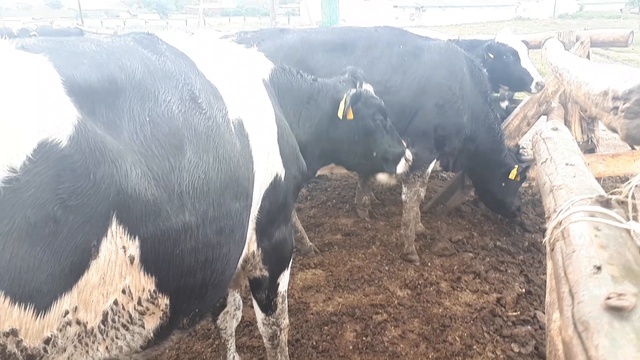 Как выбрать хорошую нетель молочного направления? В этом видео вы увидете пример! +79656176005 Whats смотреть онлайн