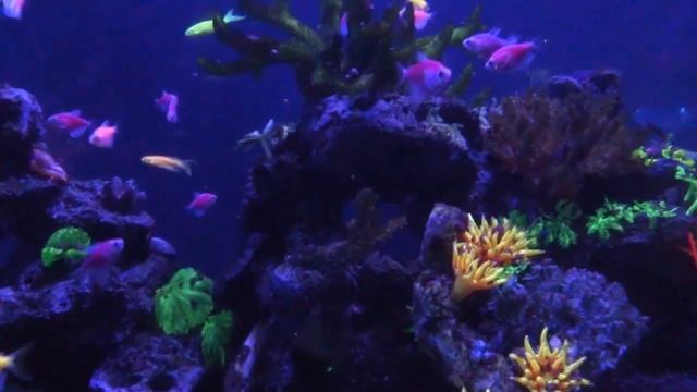 Океанариум - Морская сказка / Очень красиво / Рыбки смотреть онлайн